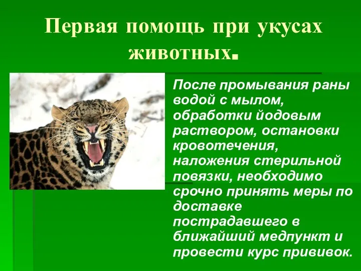 Первая помощь при укусах животных. После промывания раны водой с мылом,