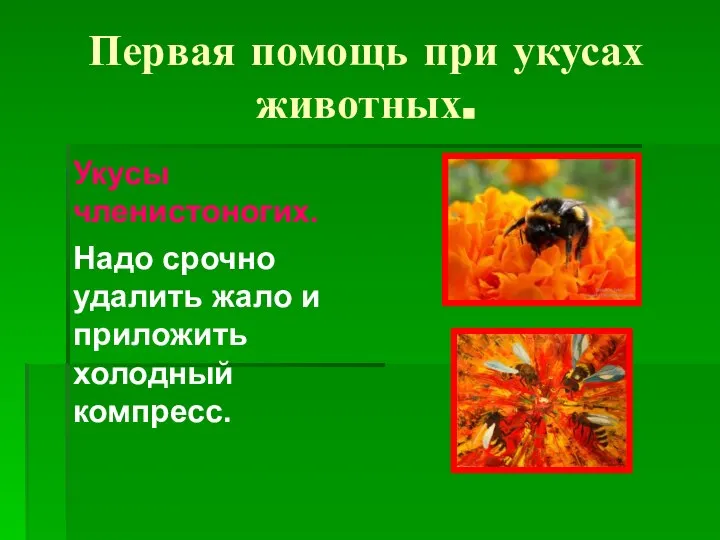 Первая помощь при укусах животных. Укусы членистоногих. Надо срочно удалить жало и приложить холодный компресс.