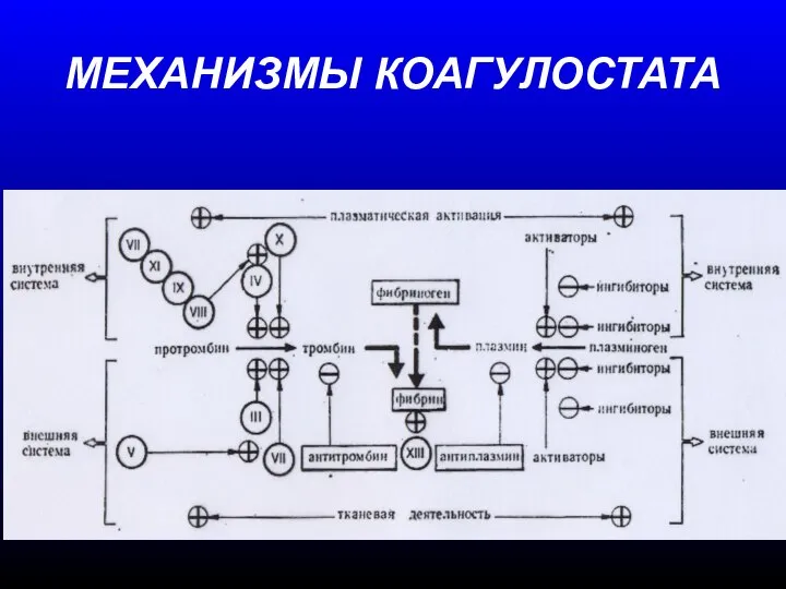 МЕХАНИЗМЫ КОАГУЛОСТАТА