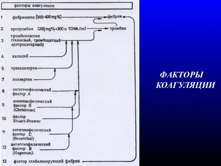ФАКТОРЫ КОАГУЛЯЦИИ