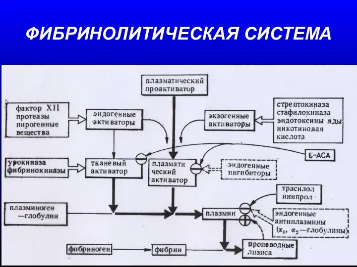 ФИБРИНОЛИТИЧЕСКАЯ СИСТЕМА