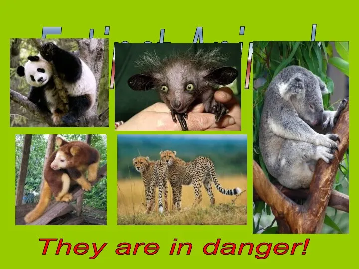 Extinct Animals They are in danger!