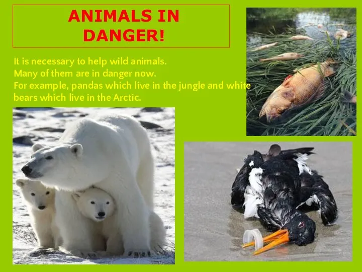 ANIMALS IN DANGER! It is necessary to help wild animals. Many