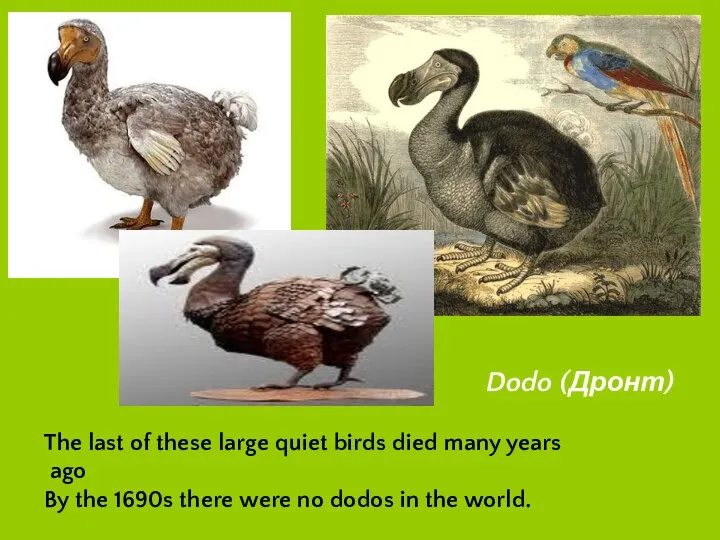 Dodo (Дронт) The last of these large quiet birds died many