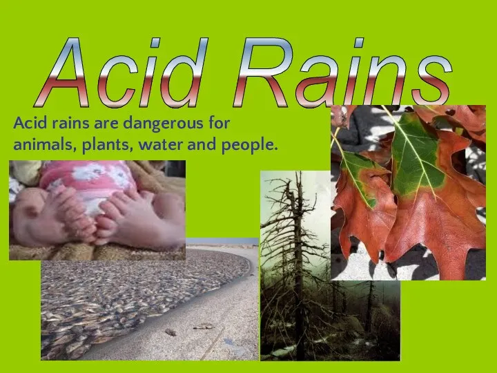 Acid Rains Acid rains are dangerous for animals, plants, water and people.