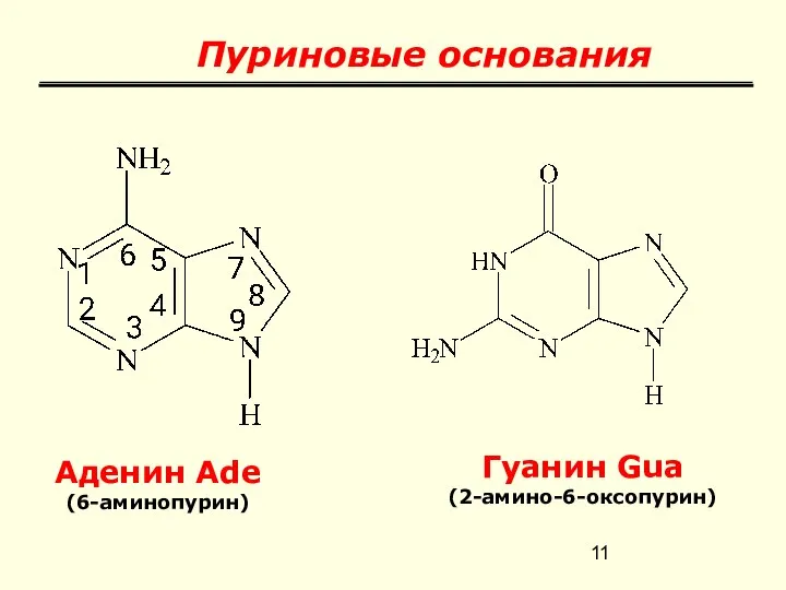 Пуриновые основания Аденин Ade (6-аминопурин) Гуанин Gua (2-амино-6-оксопурин)