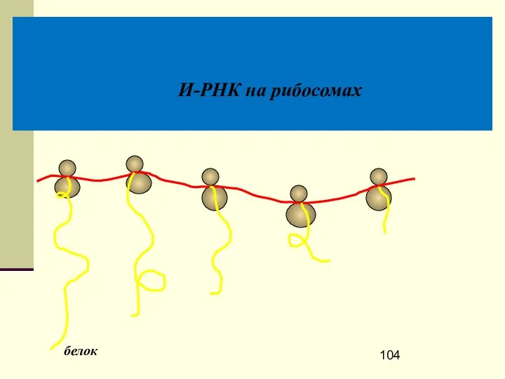 И-РНК на рибосомах белок