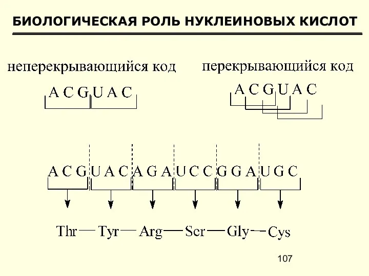 БИОЛОГИЧЕСКАЯ РОЛЬ НУКЛЕИНОВЫХ КИСЛОТ