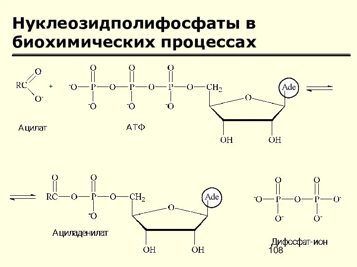 Нуклеозидполифосфаты в биохимических процессах