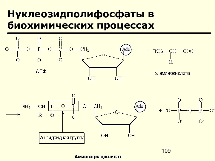 Нуклеозидполифосфаты в биохимических процессах