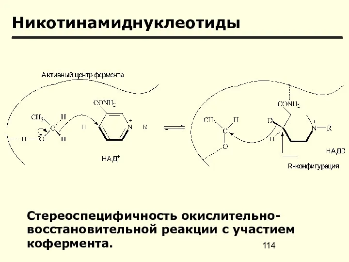 Никотинамиднуклеотиды Стереоспецифичность окислительно-восстановительной реакции с участием кофермента.