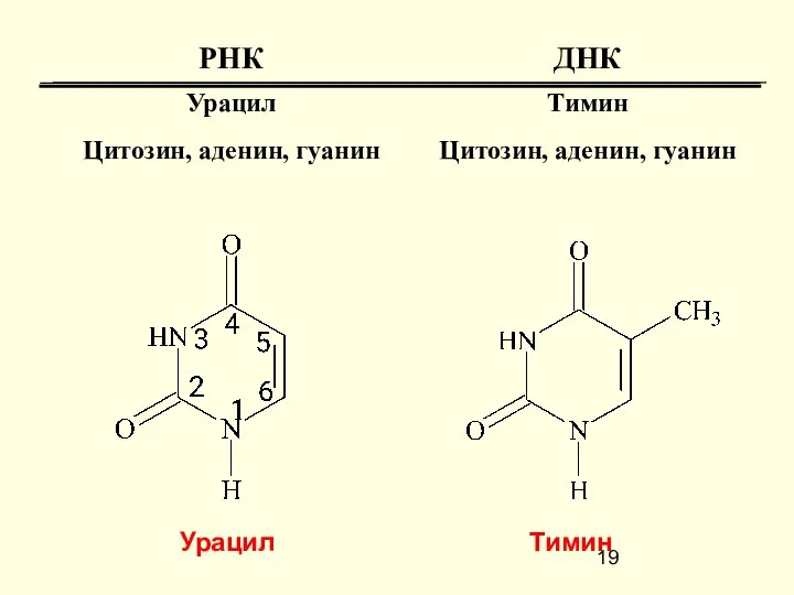 Урацил Тимин