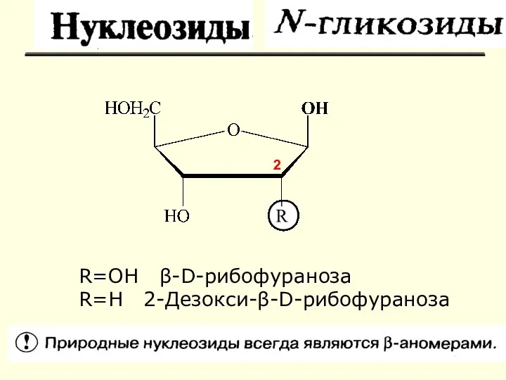 R=OH β-D-рибофураноза R=H 2-Дезокси-β-D-рибофураноза 2