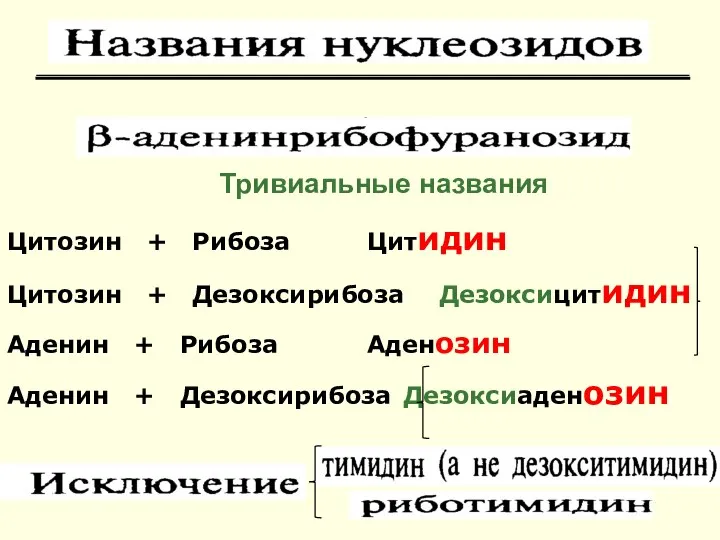 Цитозин + Рибоза Цитидин Цитозин + Дезоксирибоза Дезоксицитидин Аденин + Рибоза