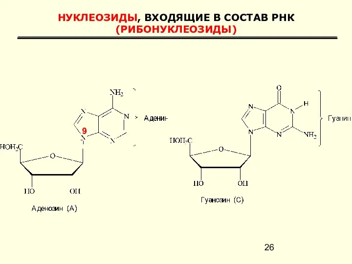 НУКЛЕОЗИДЫ, ВХОДЯЩИЕ В СОСТАВ РНК (РИБОНУКЛЕОЗИДЫ) 9