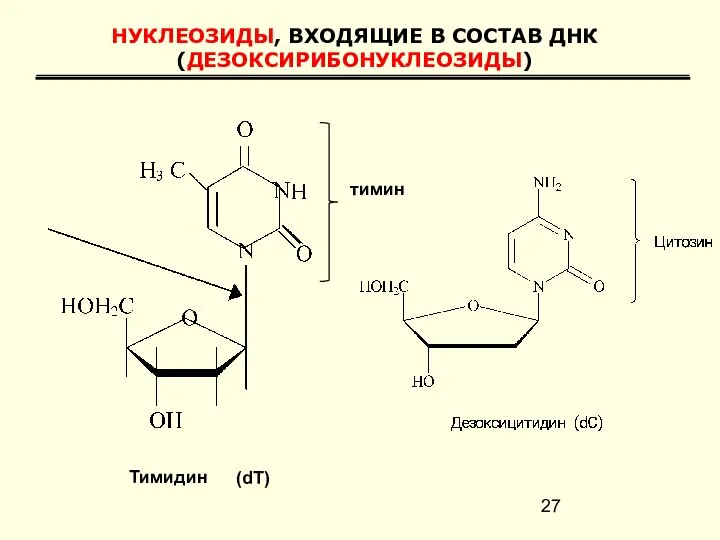 НУКЛЕОЗИДЫ, ВХОДЯЩИЕ В СОСТАВ ДНК (ДЕЗОКСИРИБОНУКЛЕОЗИДЫ) Тимидин (dT) тимин