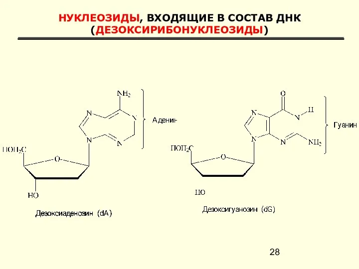 НУКЛЕОЗИДЫ, ВХОДЯЩИЕ В СОСТАВ ДНК (ДЕЗОКСИРИБОНУКЛЕОЗИДЫ)