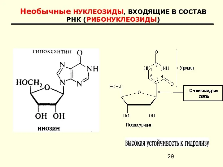 Необычные НУКЛЕОЗИДЫ, ВХОДЯЩИЕ В СОСТАВ РНК (РИБОНУКЛЕОЗИДЫ)