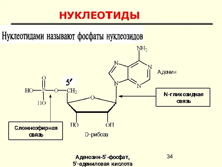 НУКЛЕОтИДЫ