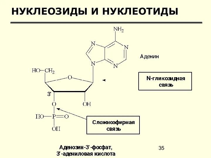 НУКЛЕОЗИДЫ И НУКЛЕОТИДЫ