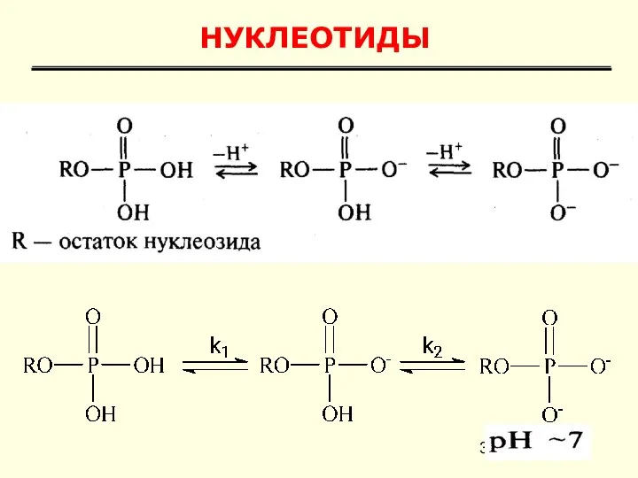 НУКЛЕОТИДЫ