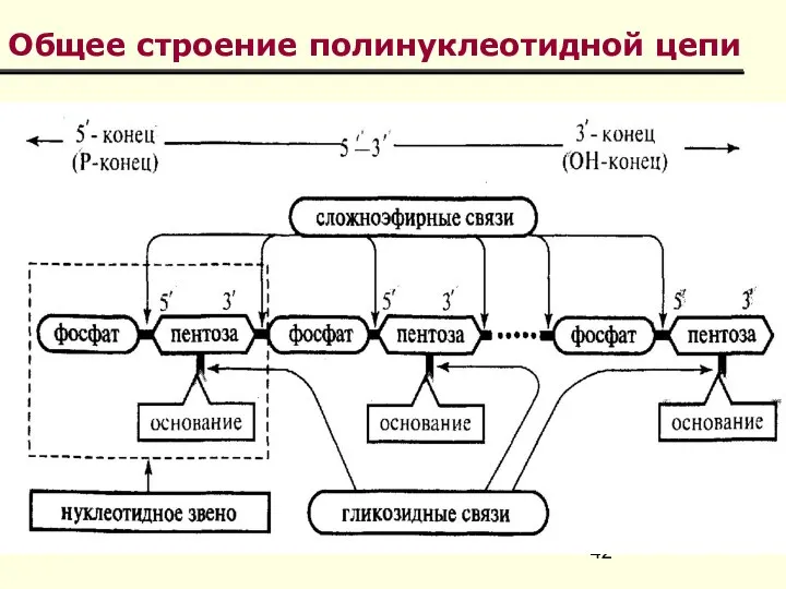 Общее строение полинуклеотидной цепи