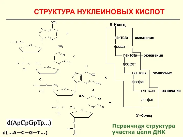 Первичная структура участка цепи ДНК d(…A—С—G—Т...) СТРУКТУРА НУКЛЕИНОВЫХ КИСЛОТ