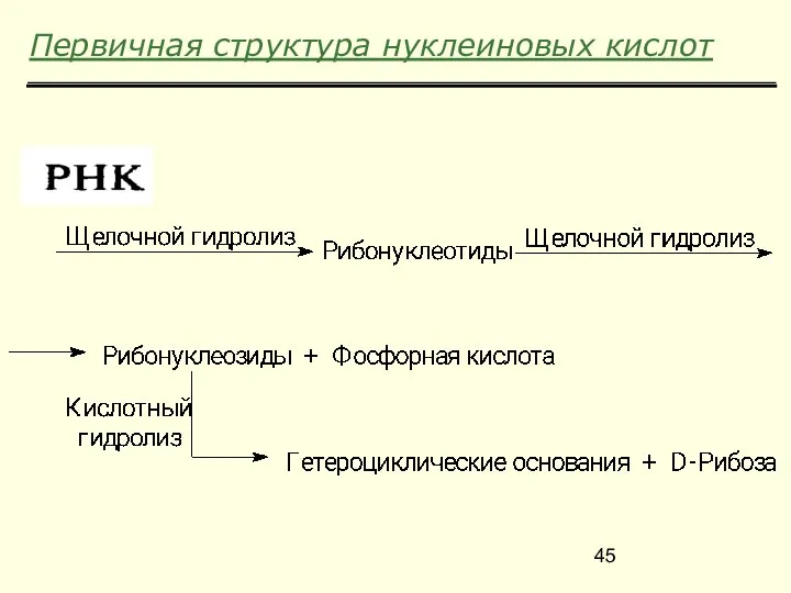 Первичная структура нуклеиновых кислот