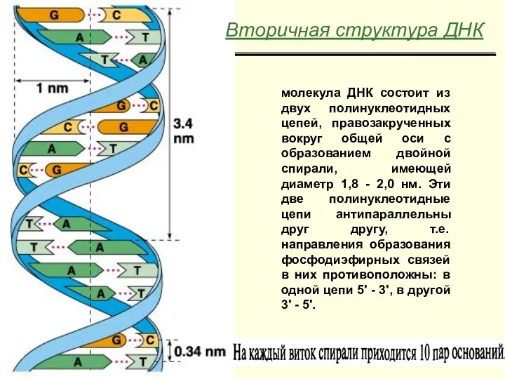 Вторичная структура ДНК молекула ДНК состоит из двух полинуклеотидных цепей, правозакрученных