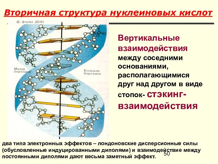 Вторичная структура нуклеиновых кислот Вертикальные взаимодействия между соседними основаниями, располагающимися друг