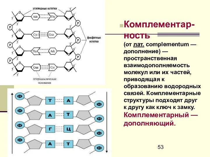 Комплементар-ность (от лат. complementum — дополнение) — пространственная взаимодополняемость молекул или