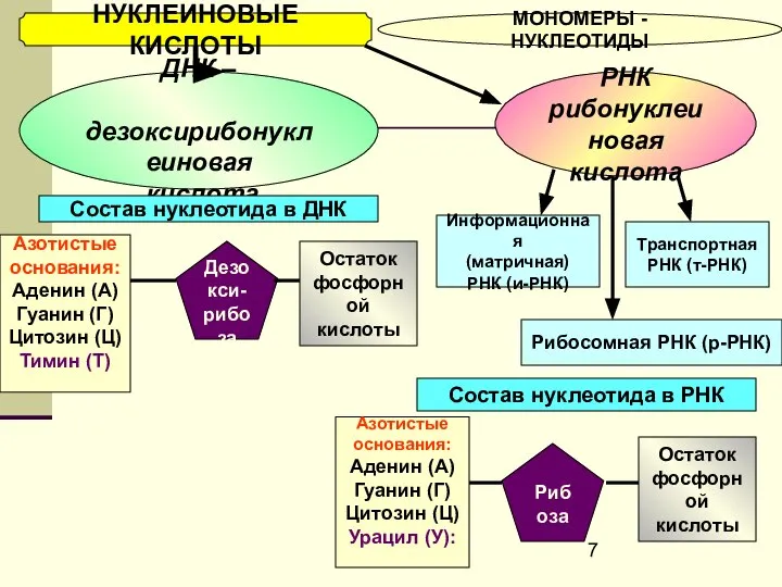 НУКЛЕИНОВЫЕ КИСЛОТЫ МОНОМЕРЫ - НУКЛЕОТИДЫ ДНК – дезоксирибонуклеиновая кислота РНК рибонуклеиновая