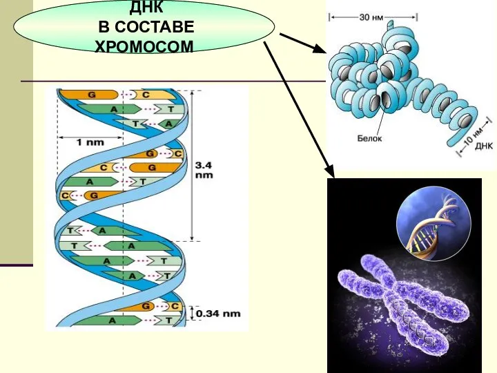 ДНК В СОСТАВЕ ХРОМОСОМ