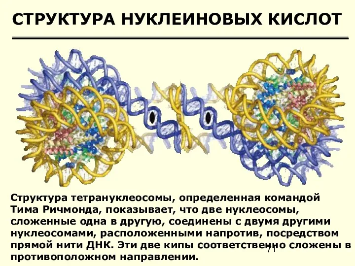 СТРУКТУРА НУКЛЕИНОВЫХ КИСЛОТ Структура тетрануклеосомы, определенная командой Тима Ричмонда, показывает, что