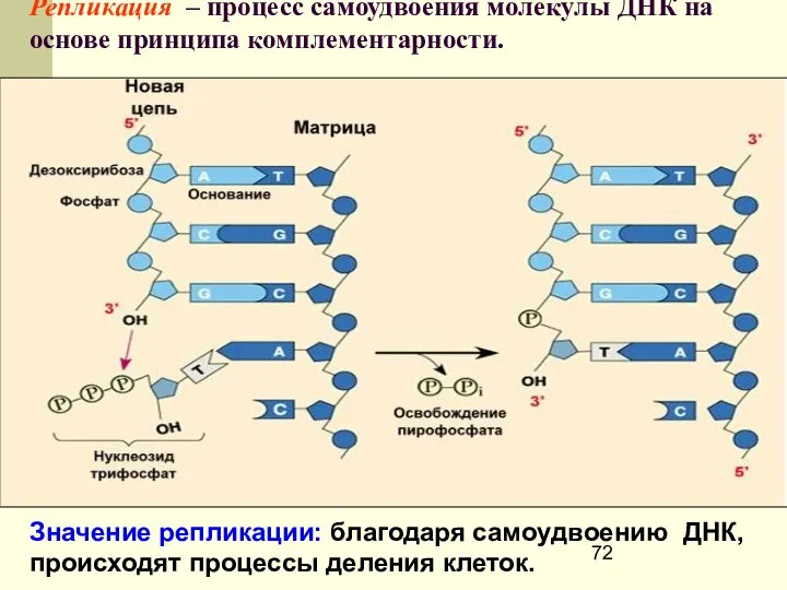 Репликация – процесс самоудвоения молекулы ДНК на основе принципа комплементарности. Значение