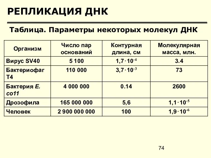 РЕПЛИКАЦИЯ ДНК Таблица. Параметры некоторых молекул ДНК