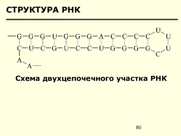 СТРУКТУРА РНК Схема двухцепочечного участка РНК