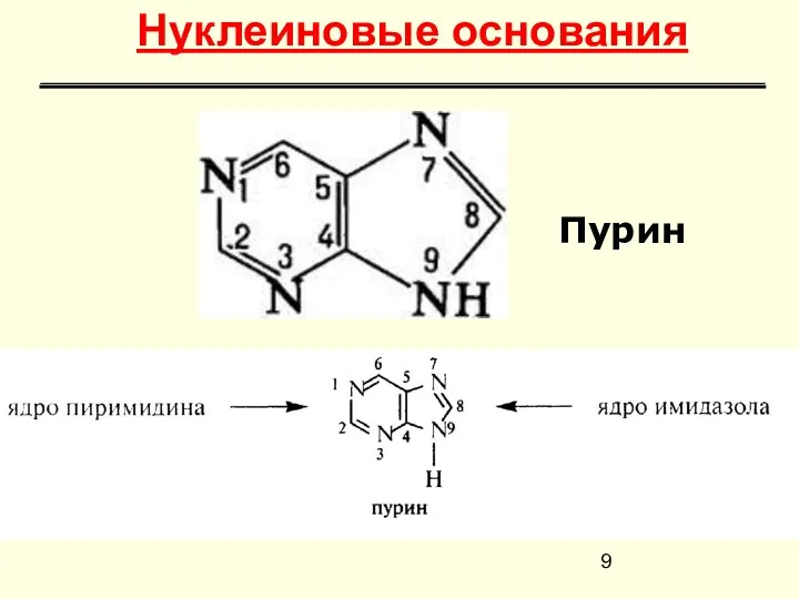 Пурин Нуклеиновые основания