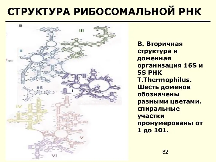 СТРУКТУРА РИБОСОМАЛЬНОЙ РНК B. Вторичная структура и доменная организация 16S и