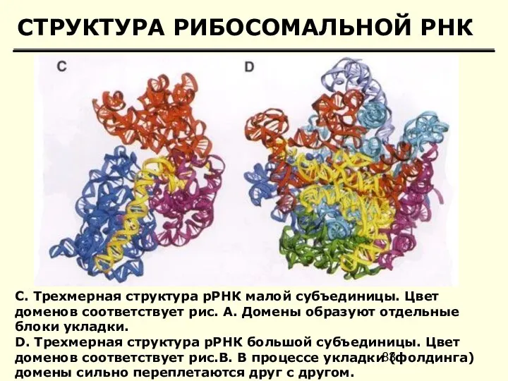 СТРУКТУРА РИБОСОМАЛЬНОЙ РНК C. Трехмерная структура рРНК малой субъединицы. Цвет доменов