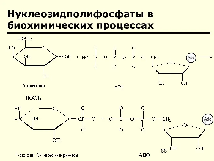 Нуклеозидполифосфаты в биохимических процессах