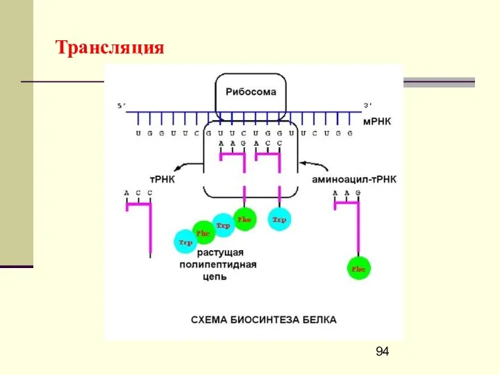 Трансляция