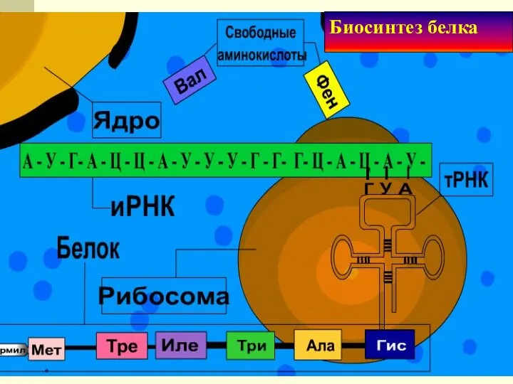 * Биосинтез белка