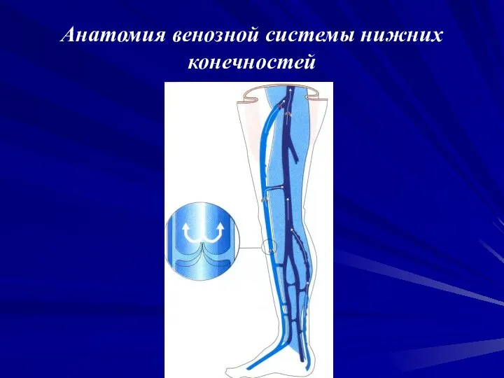 Анатомия венозной системы нижних конечностей