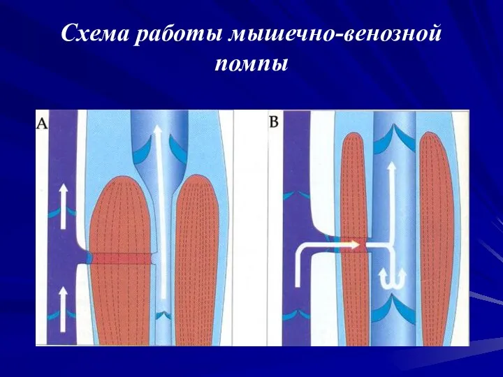 Схема работы мышечно-венозной помпы
