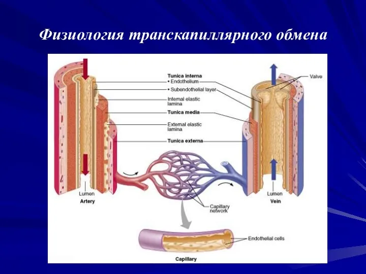 Физиология транскапиллярного обмена