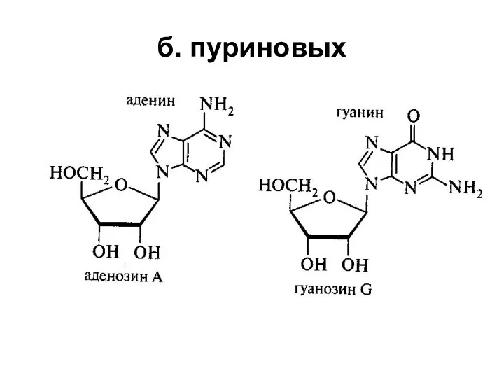 б. пуриновых