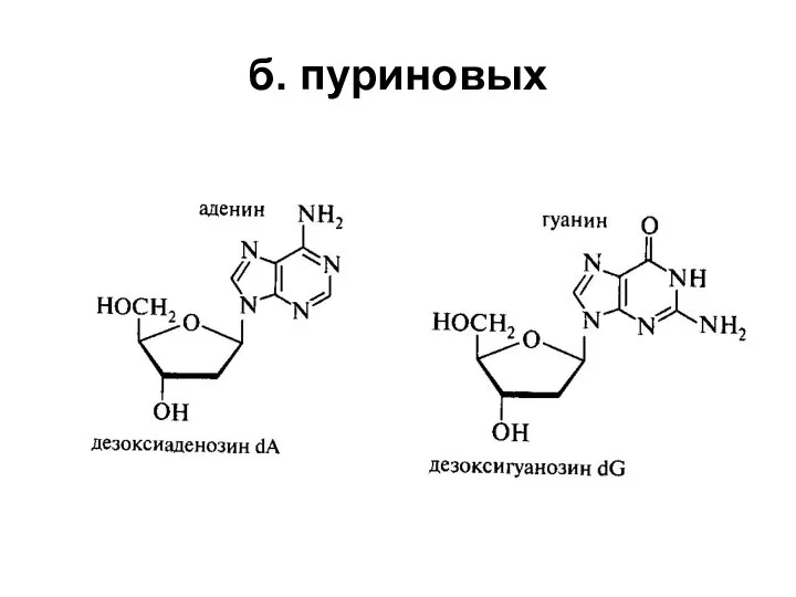 б. пуриновых