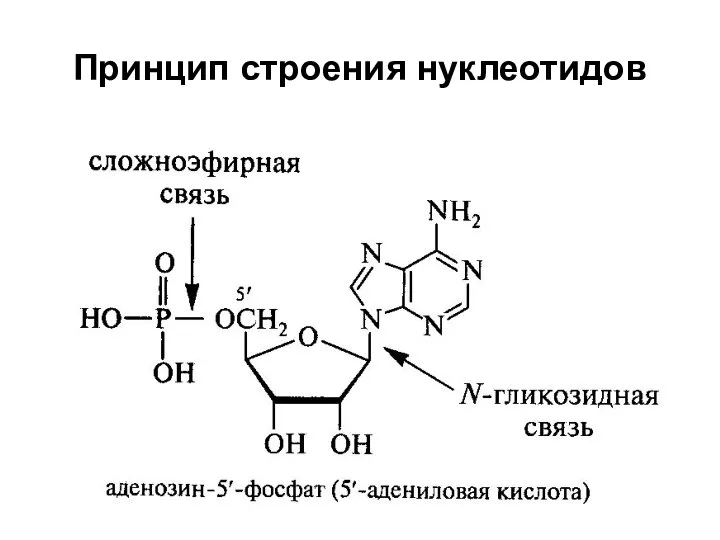 Нуклеотиды Принцип строения нуклеотидов