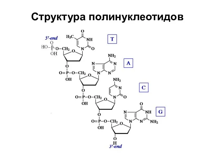 Структура полинуклеотидов